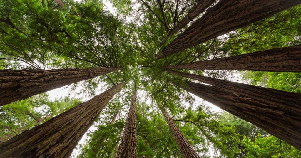 Giant redwoods reaching for the sky.