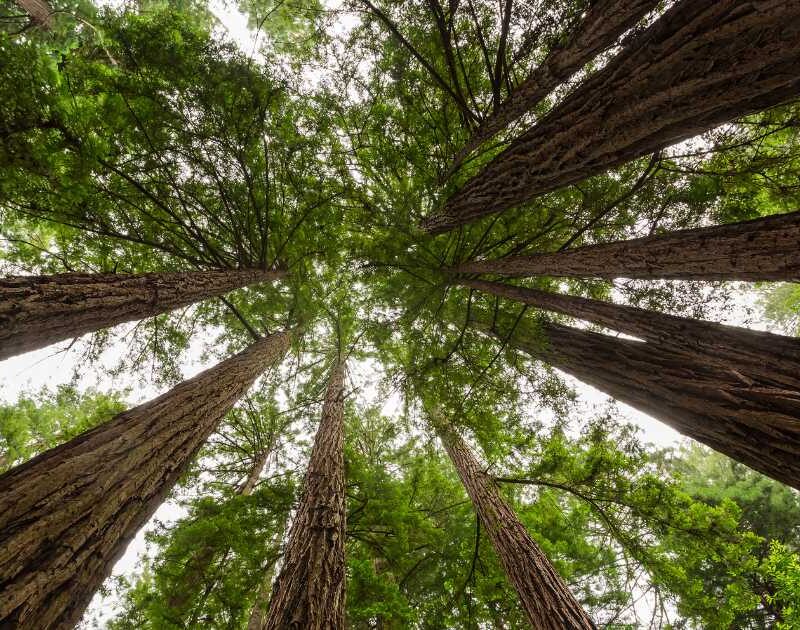 Giant redwoods reaching for the sky.