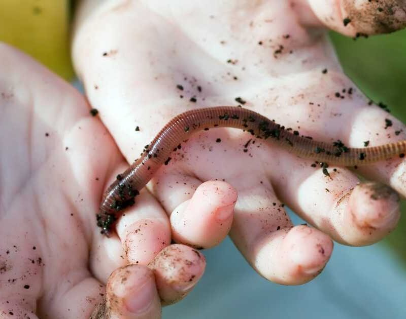 An earth worm in a child's hands.