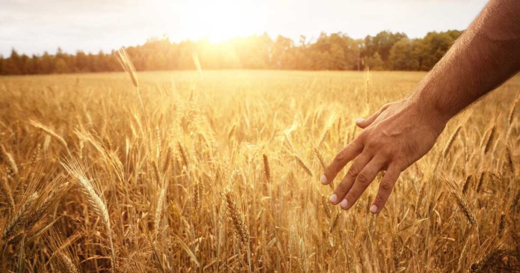 Man's hand running through heads of wheat ready for harvest in a field with the sun rising in the background